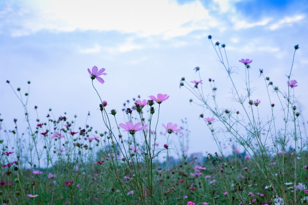 風景 自然 草 花 写真