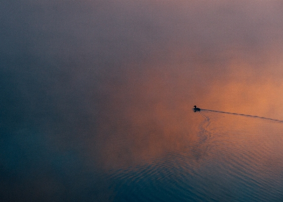 Sea water horizon bird Photo