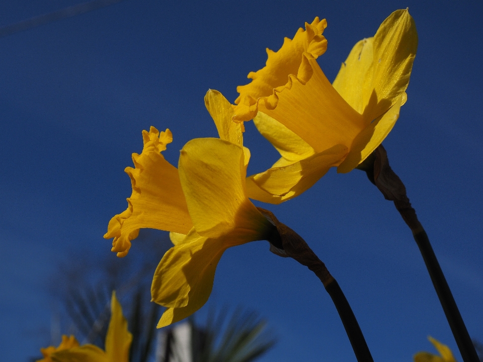 Plant sky sunlight flower