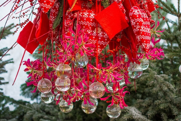 Tree plant flower petal Photo