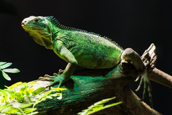 Foto Natureza animal animais selvagens jardim zoológico