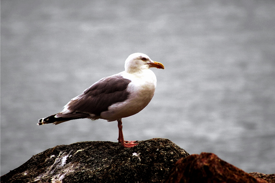 Strand meer natur vogel