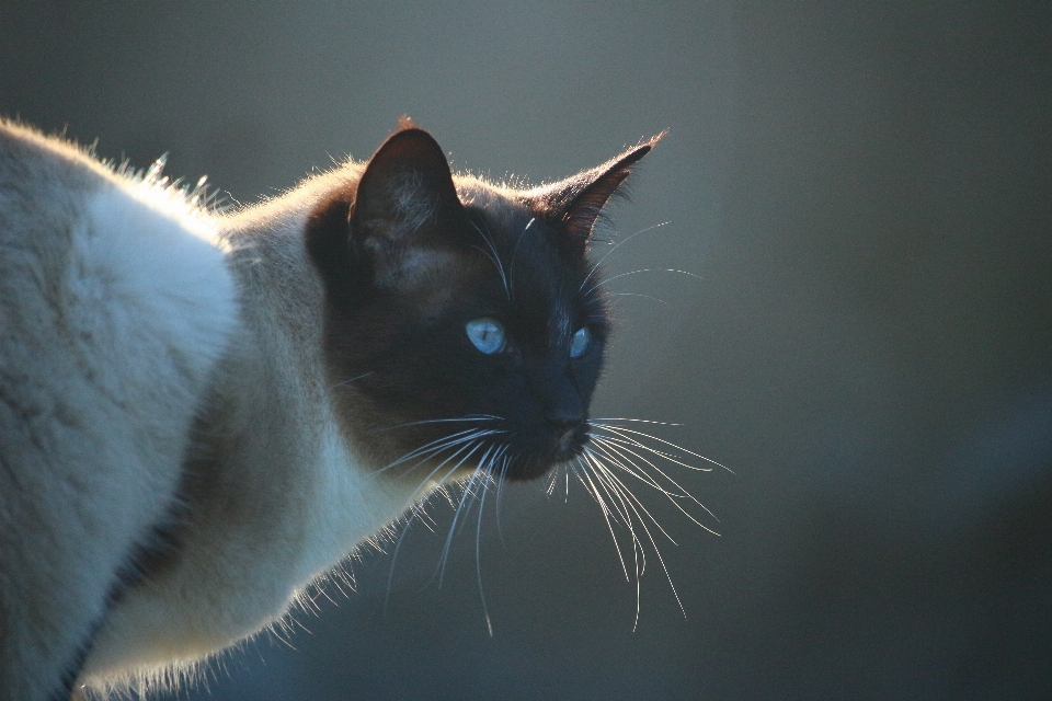 Gato mamífero azul negro