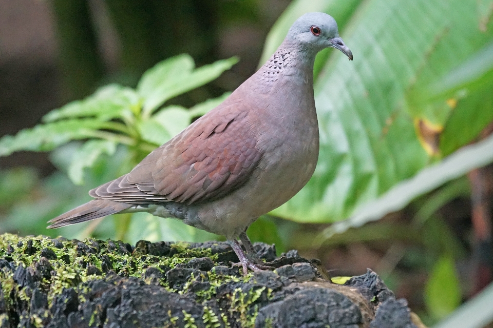 Pájaro fauna silvestre pico