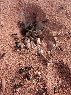 Leaf wildlife insect soil Photo