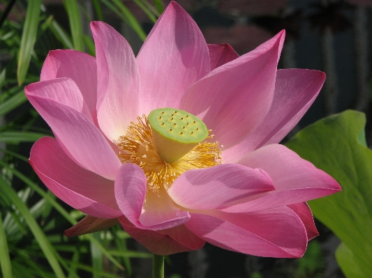 Water nature blossom plant Photo