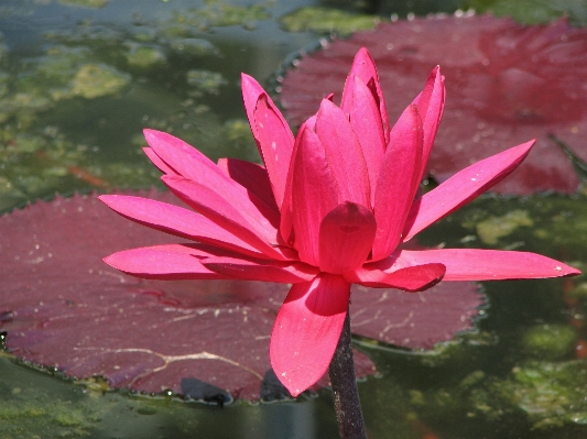 Water nature blossom plant Photo