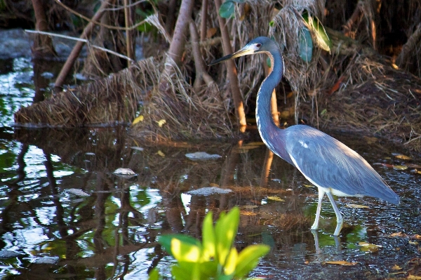 水 自然 沼地 鳥 写真