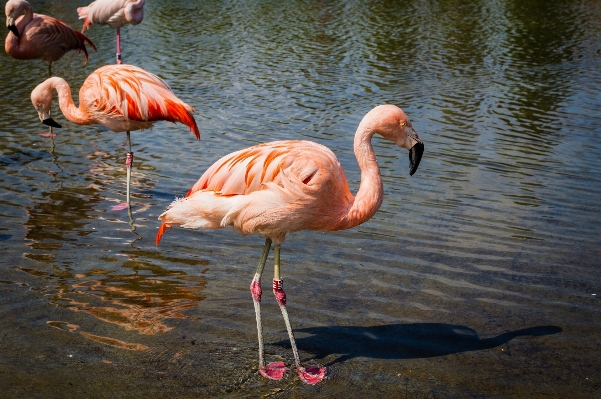 Foto Agua naturaleza pájaro fauna silvestre