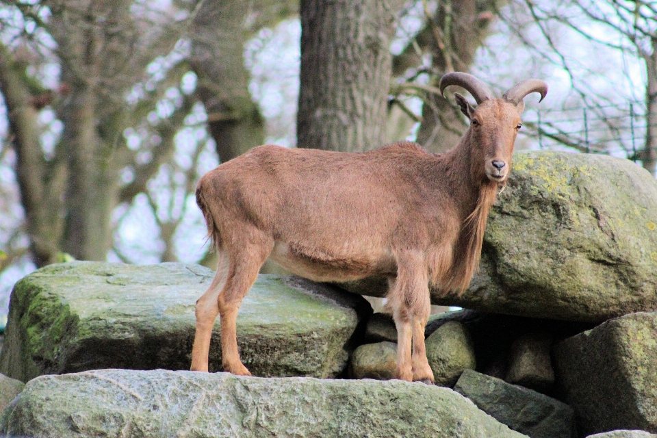 Faune zoo corne fourrure