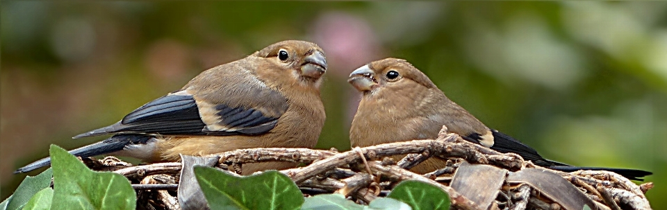 Bifurquer oiseau animal femme