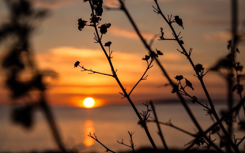 Landscape sea tree water