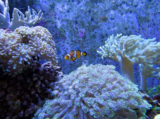 Underwater biology coral reef Photo