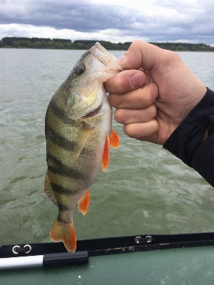 Water lake river fishing Photo