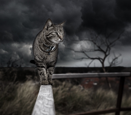 Cat storm feline mammal Photo