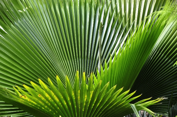 Tree nature grass branch Photo