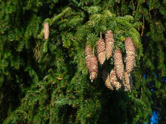 Tree nature forest branch Photo