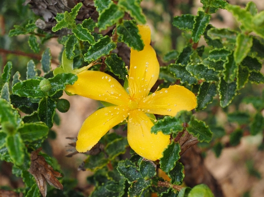 Blossom plant fruit leaf Photo