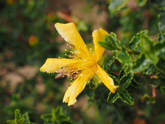 木 花 植物 葉 写真