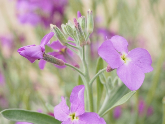 Blossom plant flower purple Photo