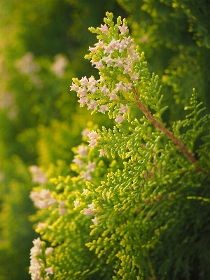 Tree branch blossom plant Photo