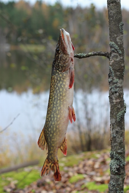 Animali selvatici pesca pescare fauna