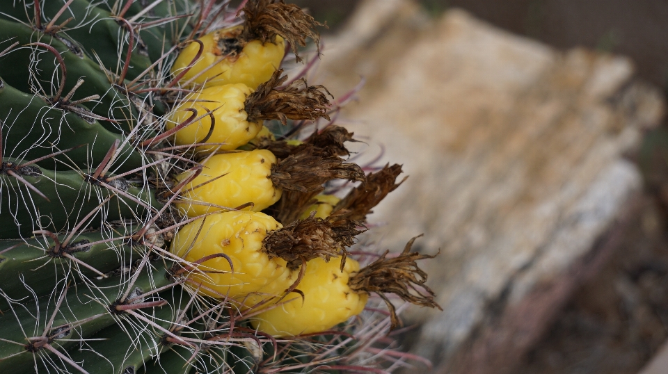 Nature cactus plant leaf