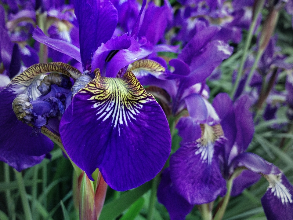 Natur blüte anlage blume