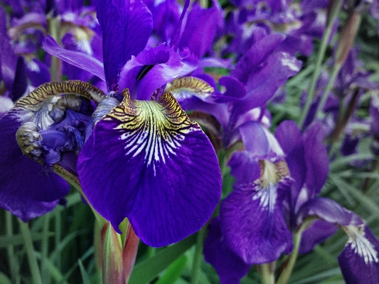 Nature blossom plant flower Photo