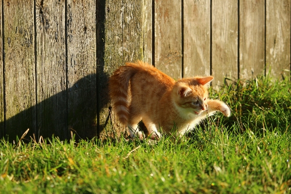 Foto Césped fauna silvestre gatito gato