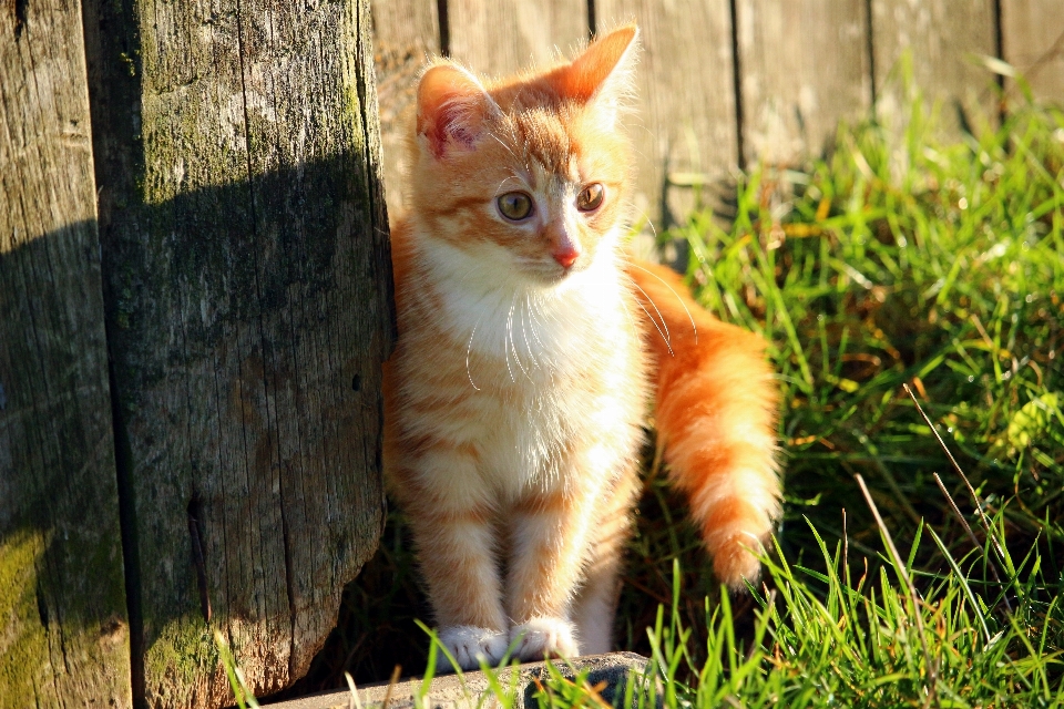 Herbe chaton chat mammifère