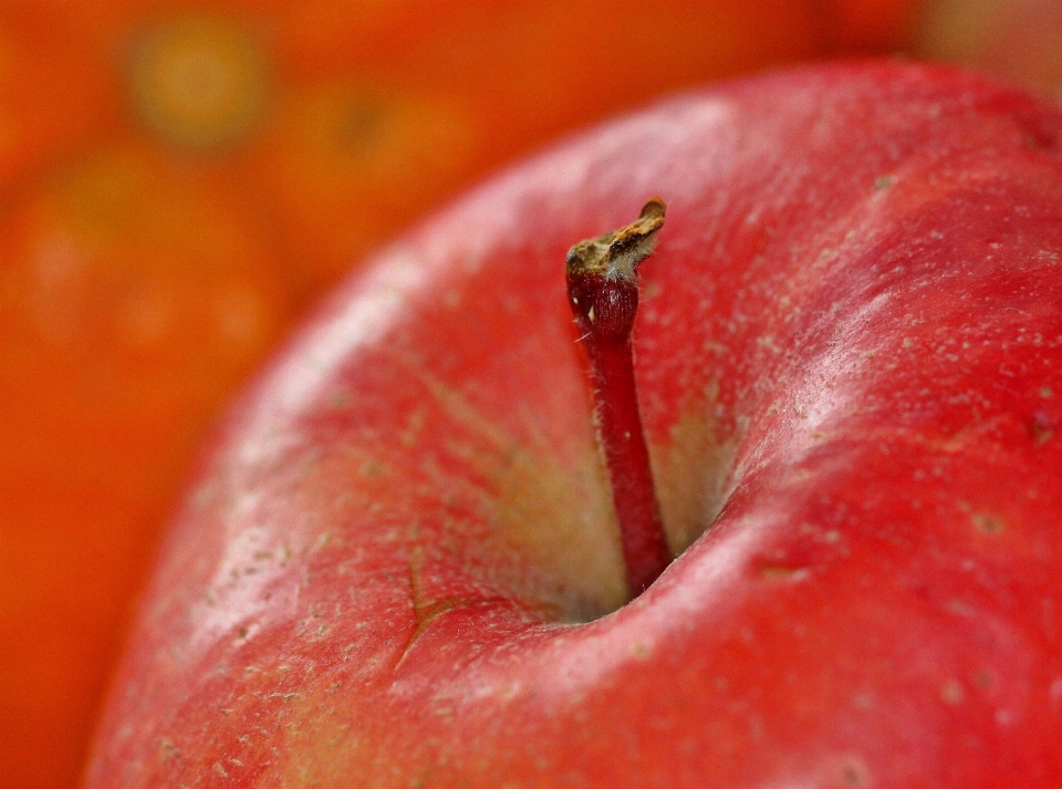 Apple plantar fotografia fruta