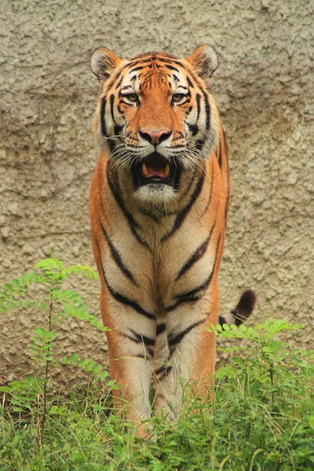 Natur gras suchen tierwelt