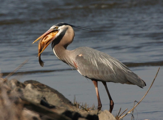 Water nature bird wing Photo