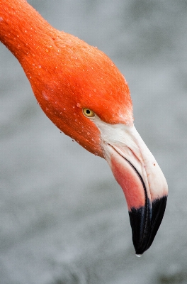 Bird wing animal zoo Photo