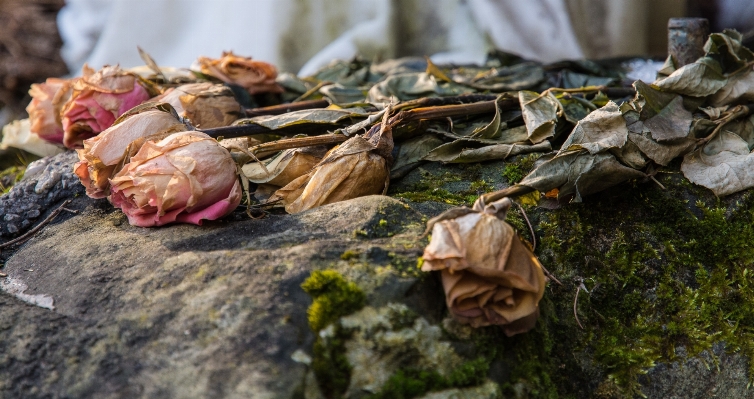 Leaf flower dish food Photo