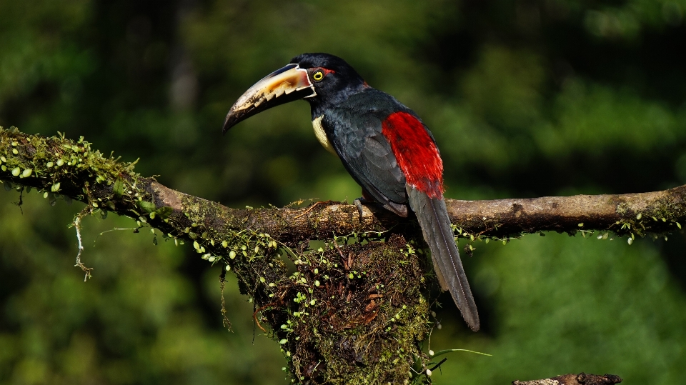 Natureza filial pássaro animais selvagens