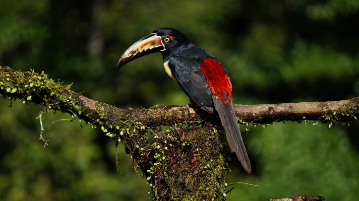 Nature branch bird wildlife Photo