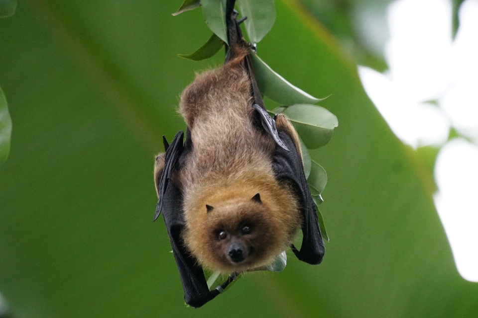 Zweig tierwelt säugetier fauna