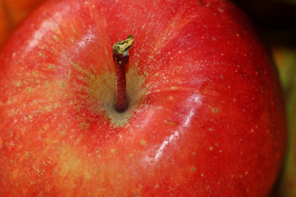 Apple 植物 フルーツ 花