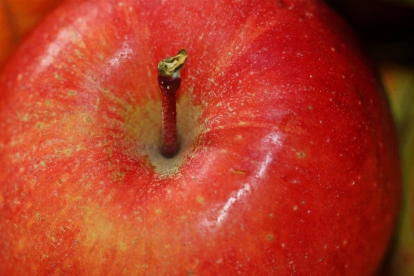 Foto Apple pianta frutta fiore