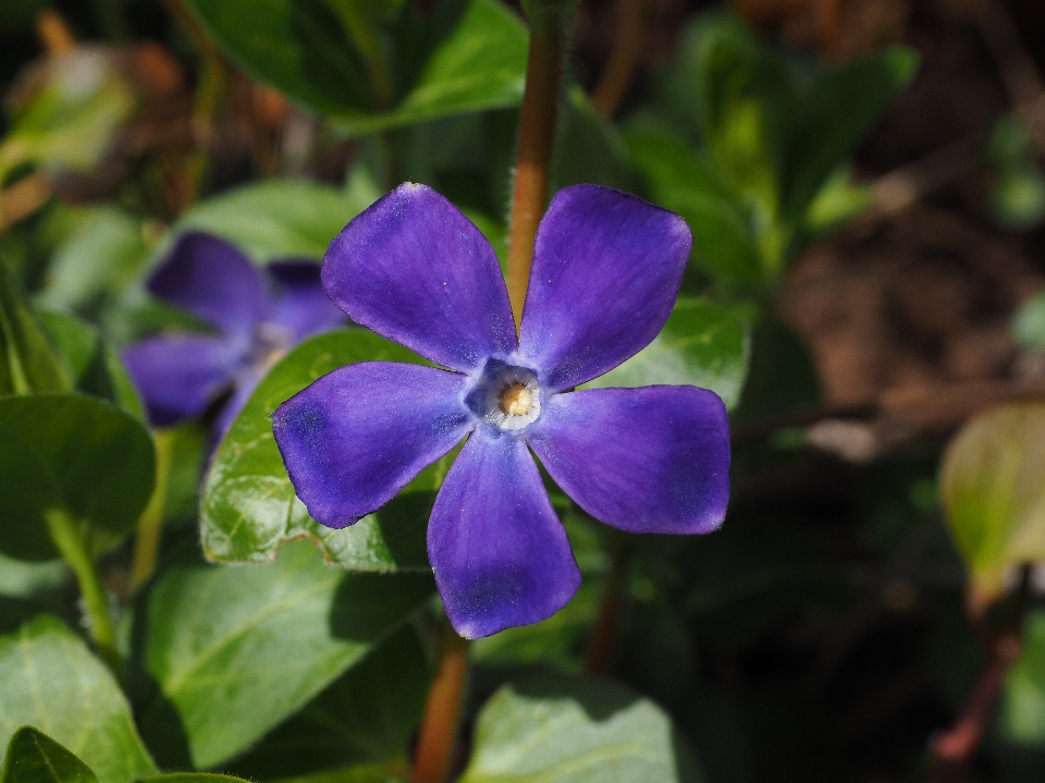 Blüte anlage blume lila