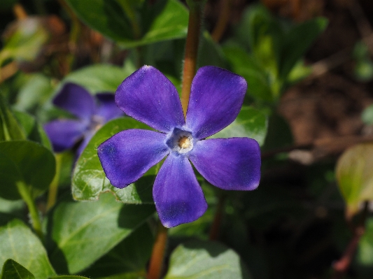 Blossom plant flower purple Photo