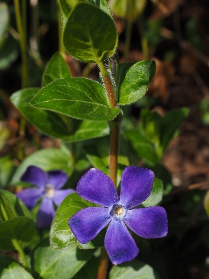 花 植物 紫 咲く 写真