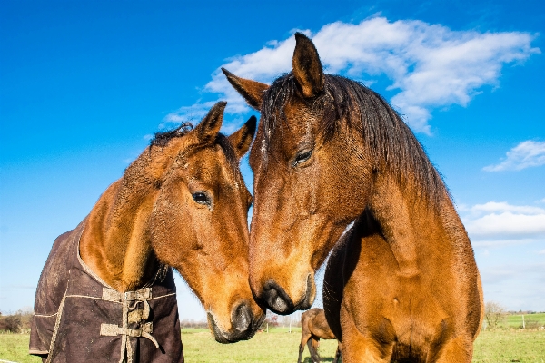 Portrait pasture horse mammal Photo