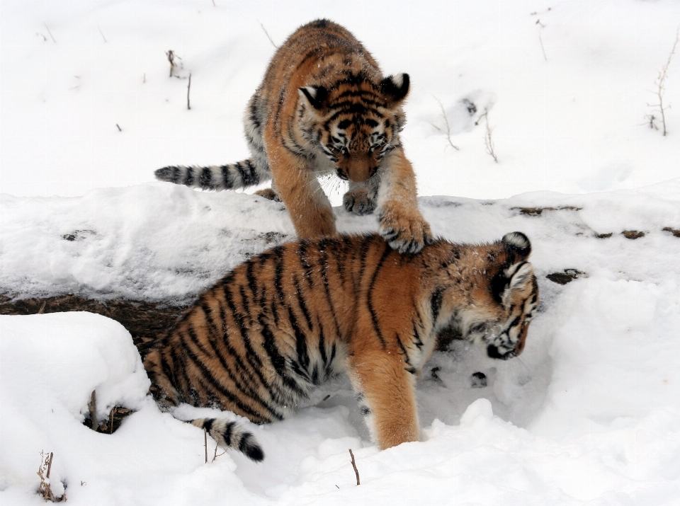 Nature snow winter wildlife