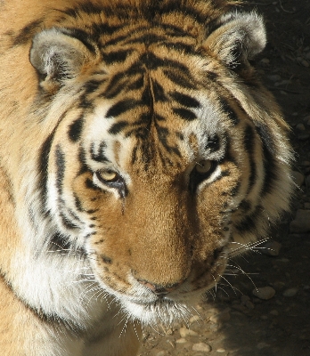 Foto Guardare animali selvatici zoo pelliccia