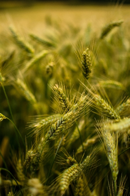 Landscape nature grass plant