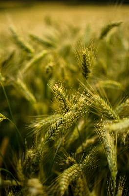 Landscape nature grass plant Photo