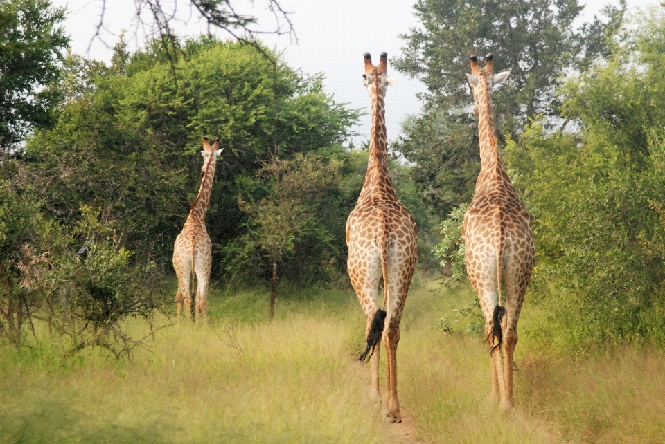 Gruppo prateria
 avventura animali selvatici